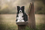 black-and-white Border Collie