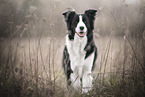 Border Collie on meadow