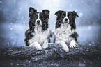 two Border Collies