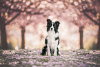 Border collie in cherry blossom