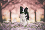 Border collie in cherry blossom