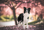 Border collie in cherry blossom