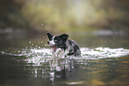 Border Collie in the water