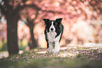 Border collie in cherry blossom