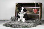 Border Collie puppy