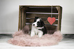 Border Collie puppy