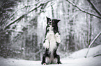 Border Collie in the winter