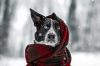 Border Collie in the winter