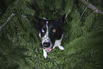 sitting Border Collie