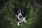 sitting Border Collie