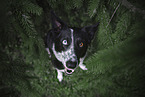 sitting Border Collie