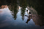 sitting Border Collie