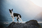 Border Collie