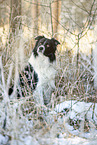 Border Collie in winter