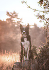 male Border Collie