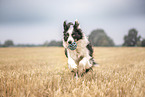male Border Collie