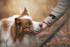 male Border Collie