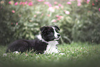 Border Collie Puppy