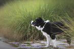 Border Collie Puppy