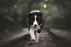 Border Collie Puppy