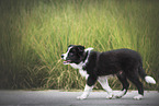 Border Collie Puppy