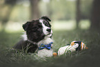 Border Collie Puppy