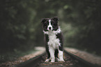 Border Collie Puppy