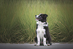 Border Collie Puppy