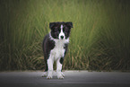 Border Collie Puppy