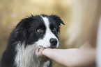 male Border Collie