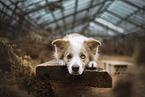 Border Collie in greenhouse