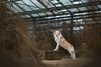 Border Collie in greenhouse