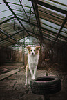 Border Collie in greenhouse