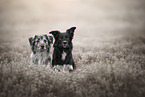 Border Collie and Berger de Pyrenees