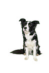 Border Collie in front of white background