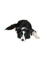 Border Collie in front of white background