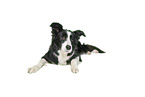 Border Collie in front of white background