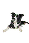 Border Collie in front of white background
