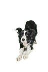 Border Collie in front of white background