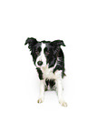 Border Collie in front of white background