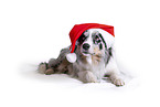 Border Collie in front of white background