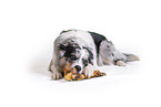 Border Collie in front of white background