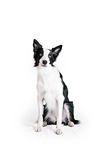 Border Collie in front of white background