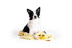 Border Collie in front of white background