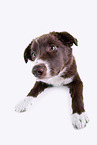 Border Collie puppy in front of white background