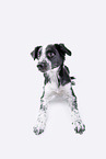 Border Collie puppy in front of white background