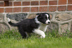 Border Collie puppy