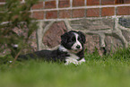 Border Collie puppy