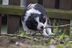 Border Collie puppy