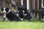 Border Collie puppy